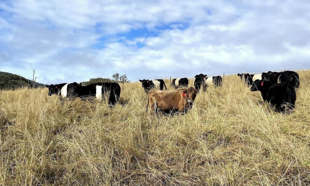 Photo of Others in Homeleigh