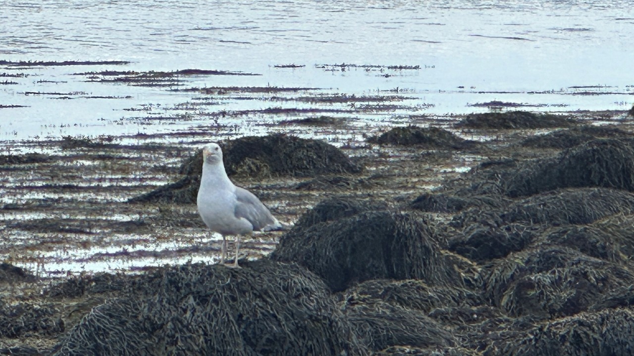 Photo of Others in Jonesport