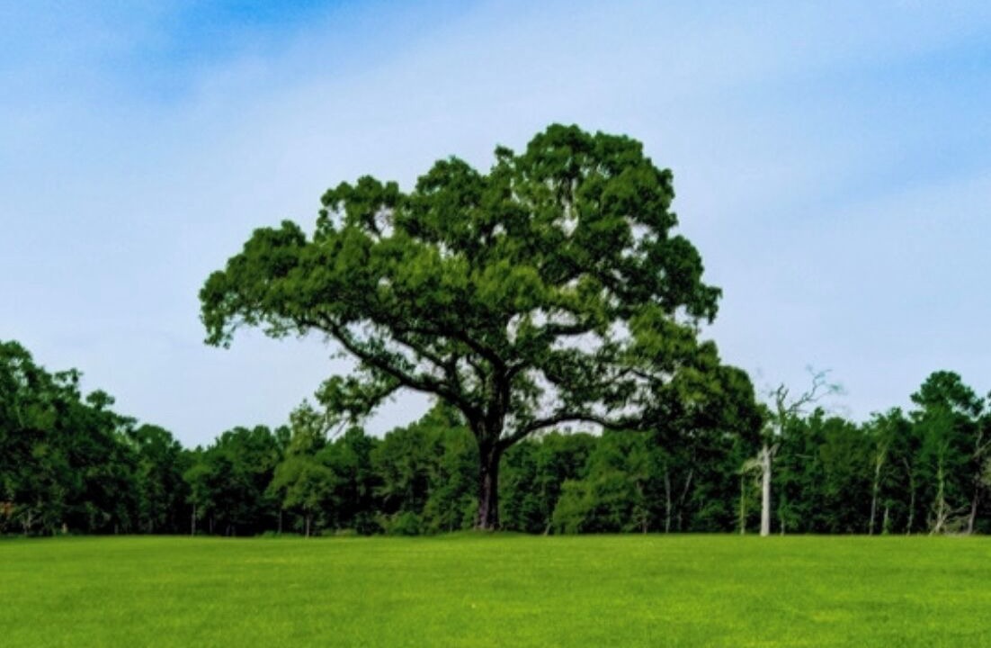 Photo of Others in Oakhurst