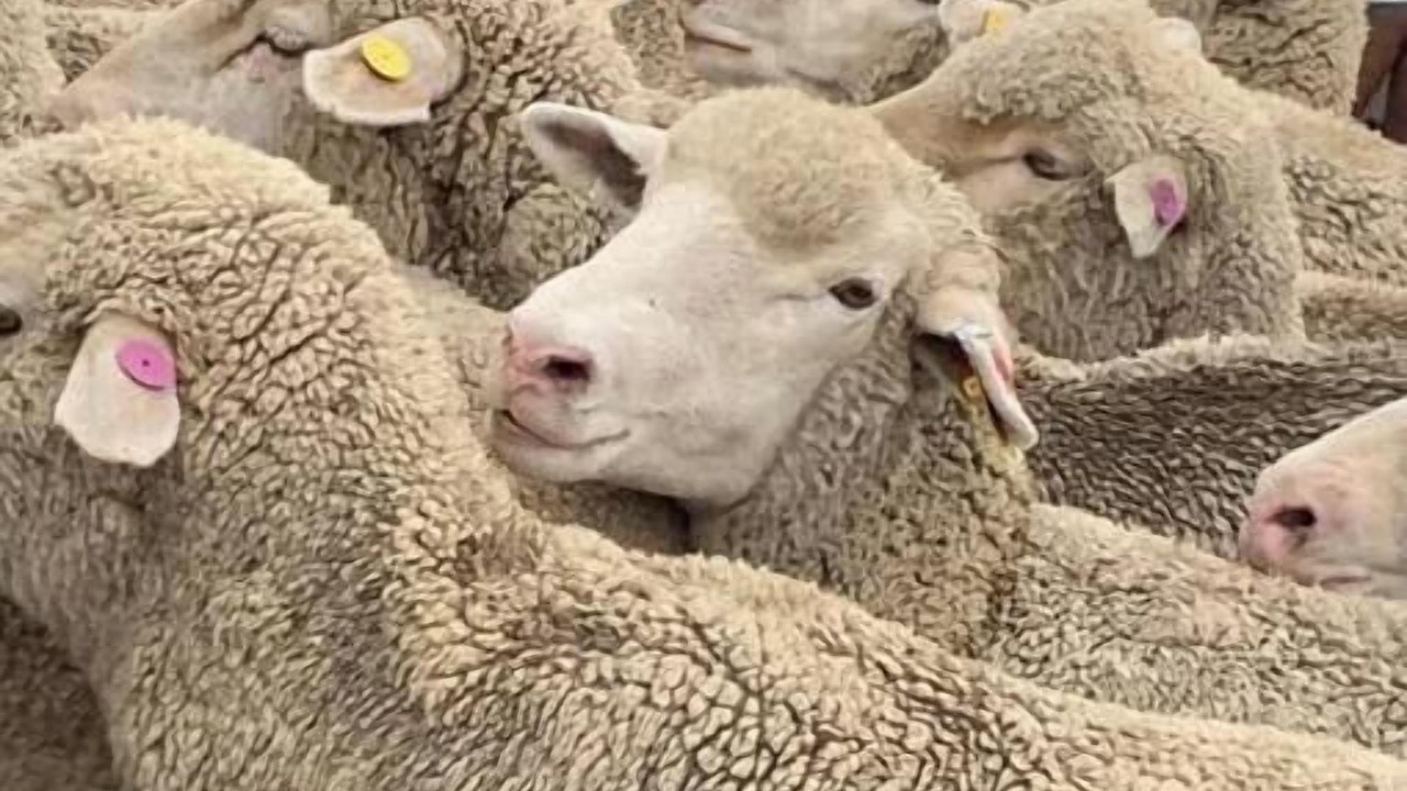 Photo of Others in Sweet Grass County