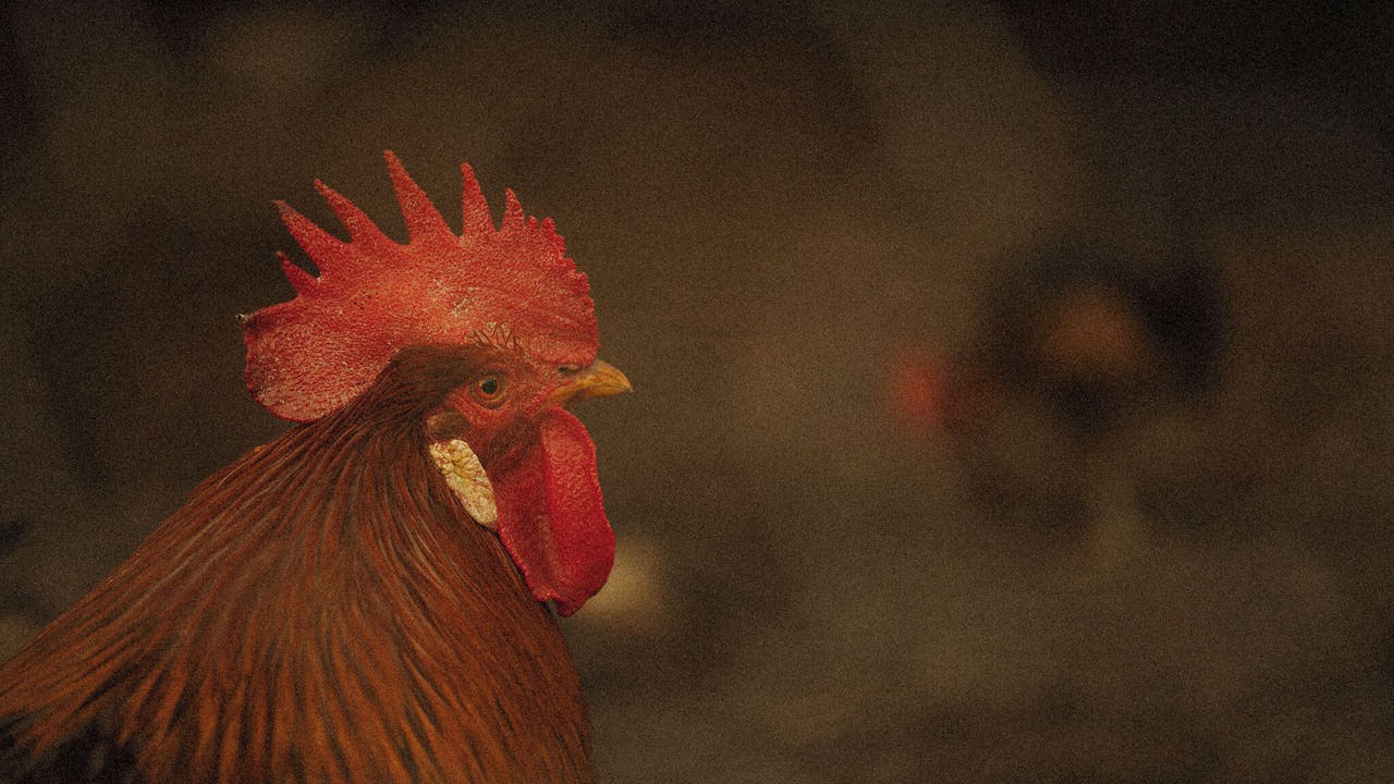 Photo of Others in Bobs Farm