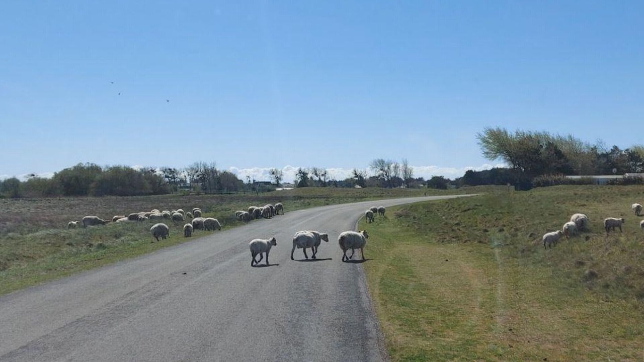 Photo of Others in Saint-Martin de Brehal