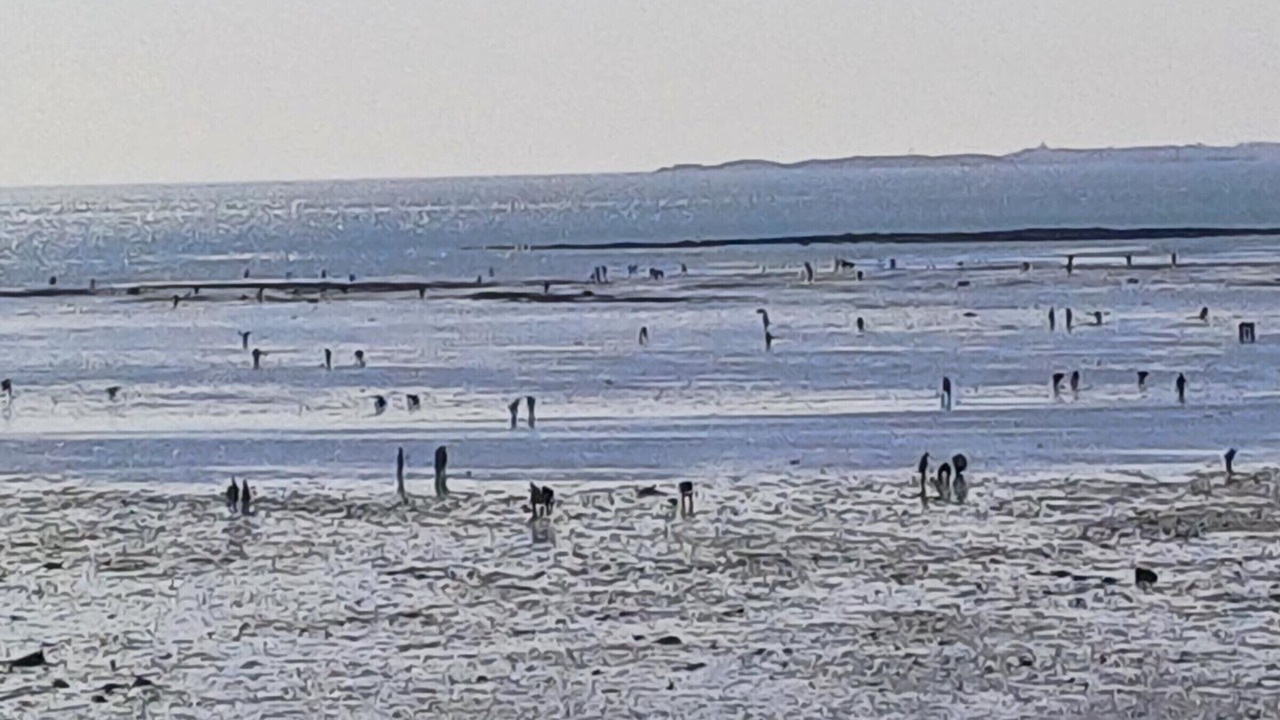 Photo of Others in Saint-Martin de Brehal