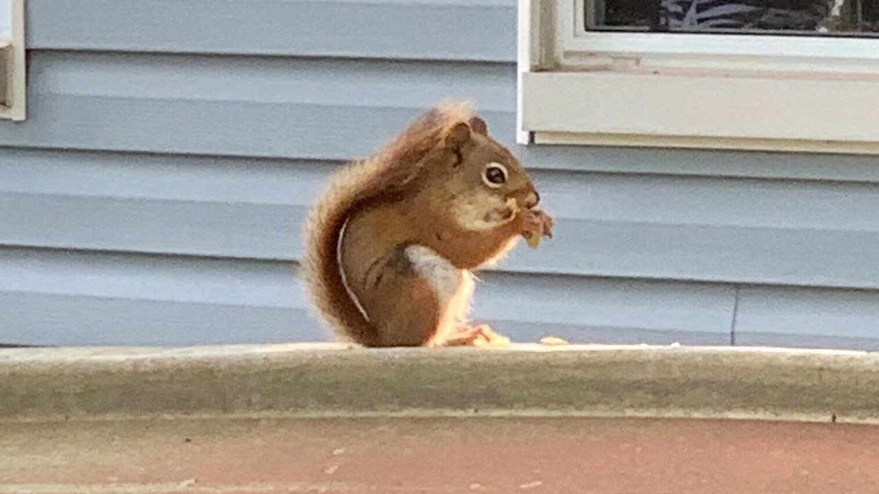 Photo of Others in Lyndhurst