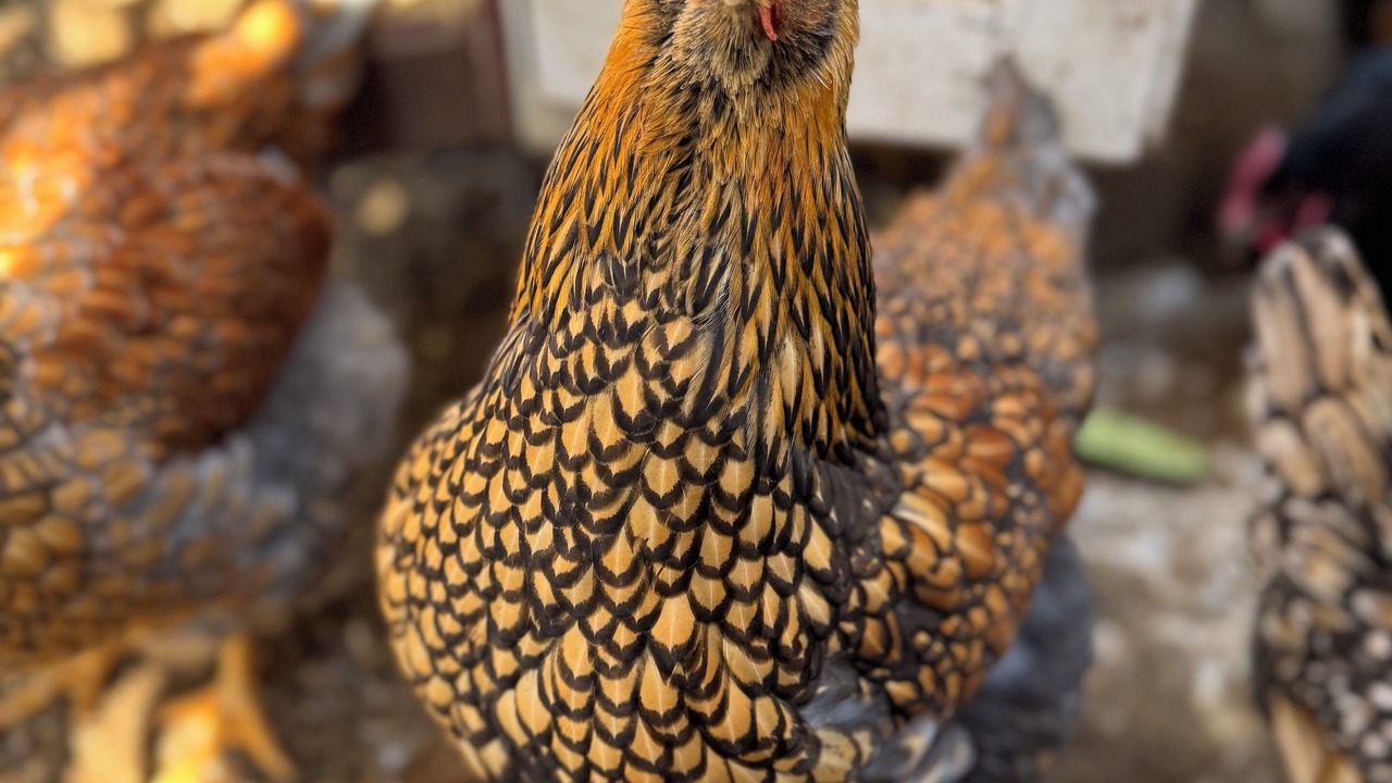 Photo of Others in Arnold