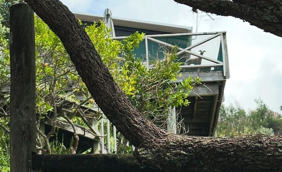 Photo of Outdoor in Hahei