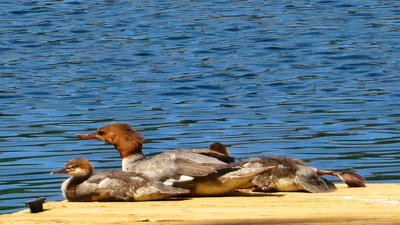 Photo of Others in Rapid City