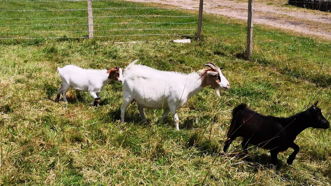 Photo of Others in Kernascleden