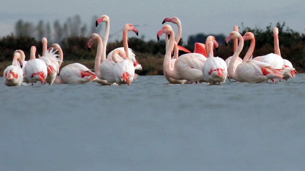 Photo of Others in Villeneuve-les-Maguelone