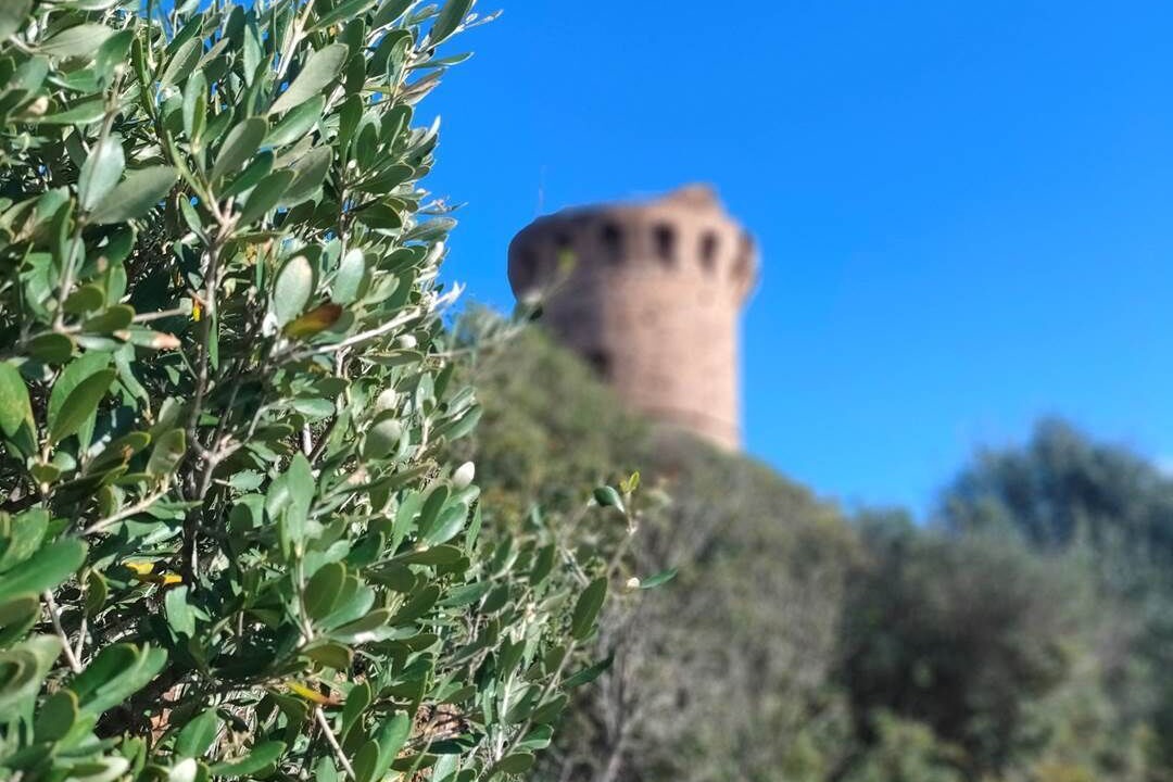 Photo of Others in Pinarellu