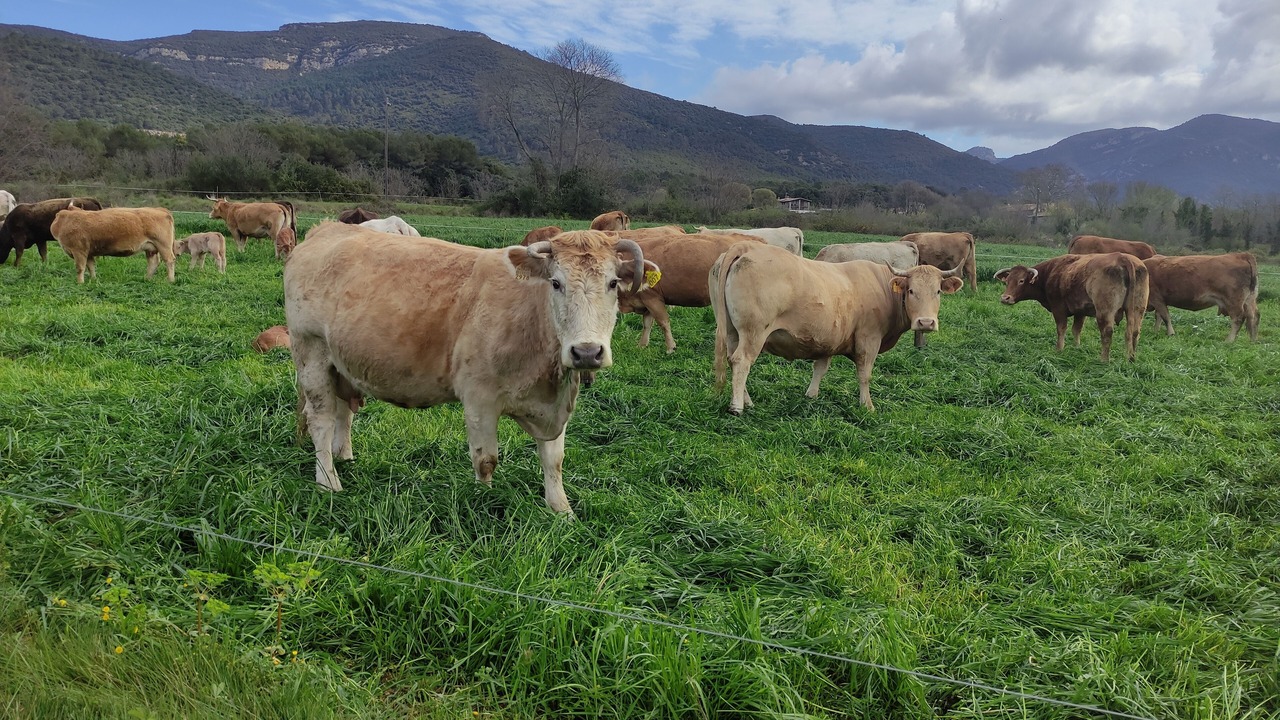 Photo of Others in Tortella