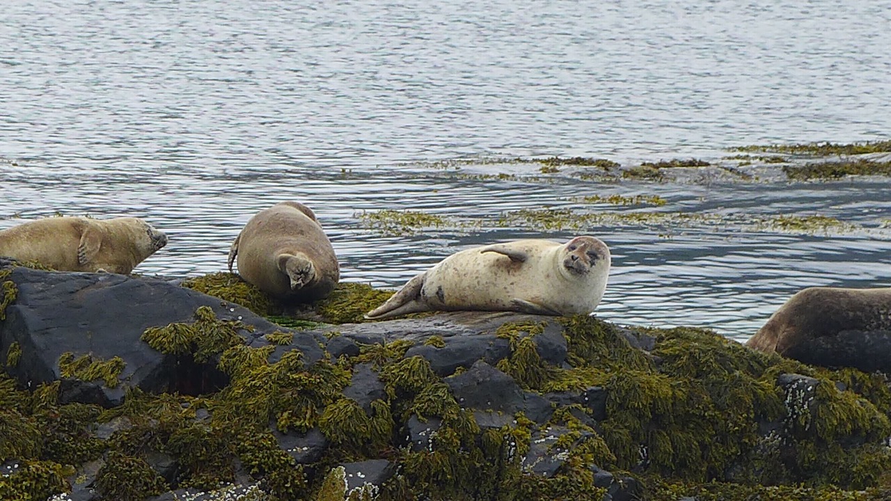 Photo of Others in Sleat