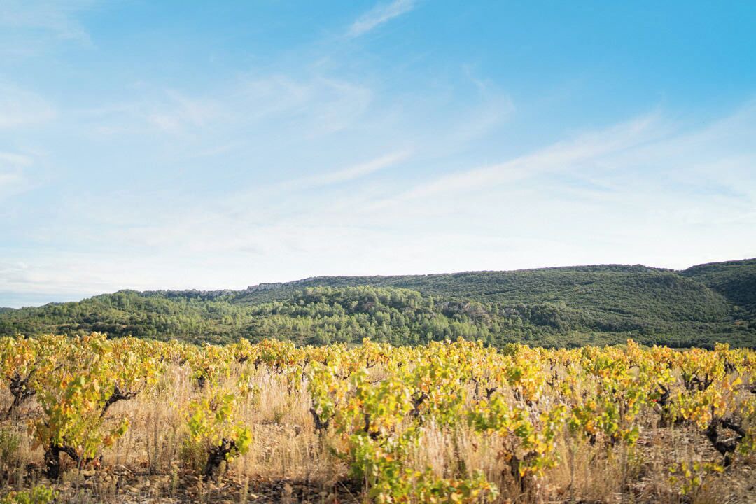 Photo of Others in Prades-sur-Vernazobre