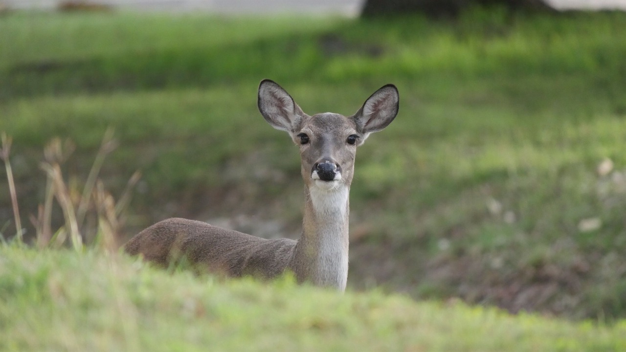 Photo of Others in Highland Lake Estates