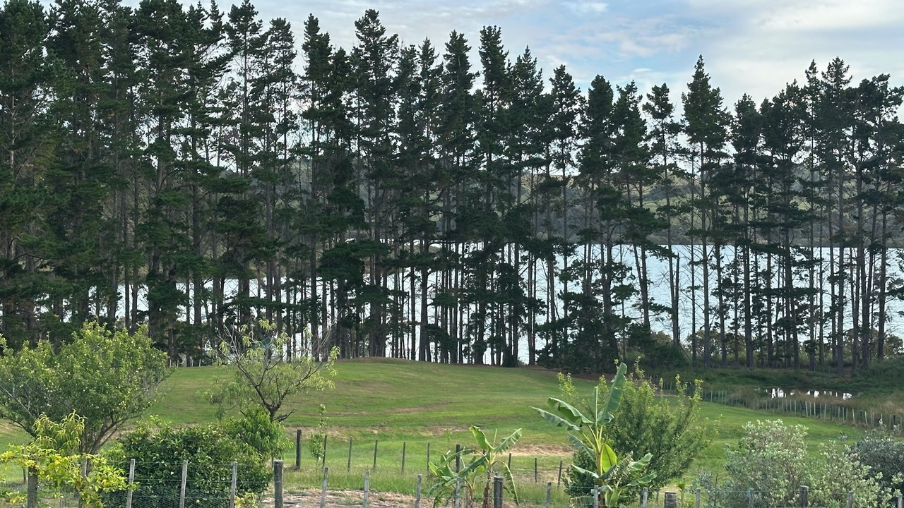 Photo of Others in Whakapirau