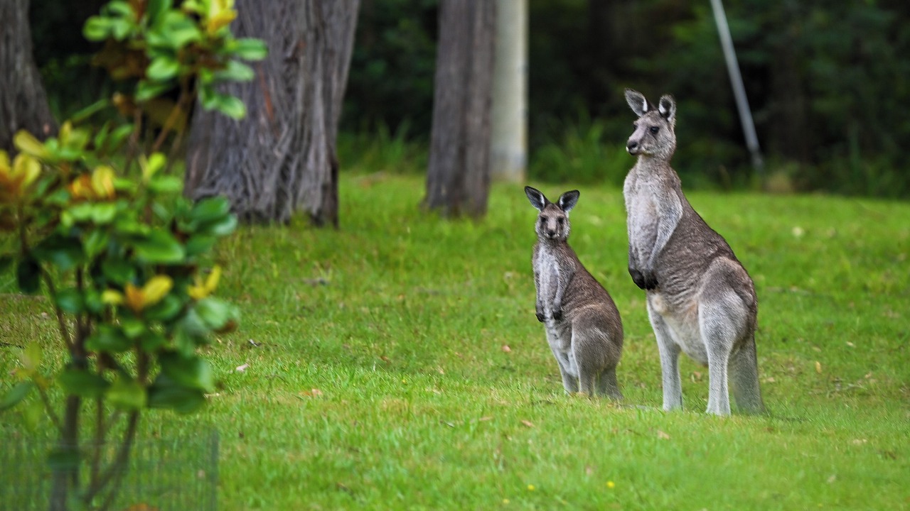Photo of Others in Little Forest
