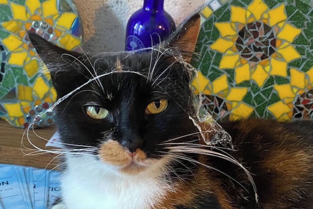 Photo of Others in Confolens