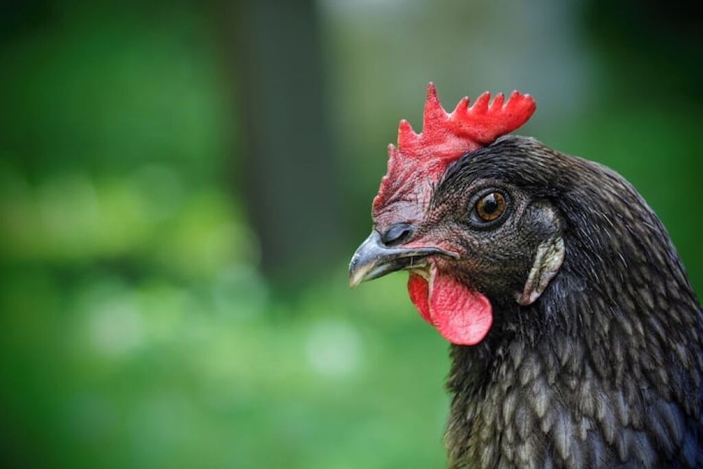 Photo of Others in Confolens