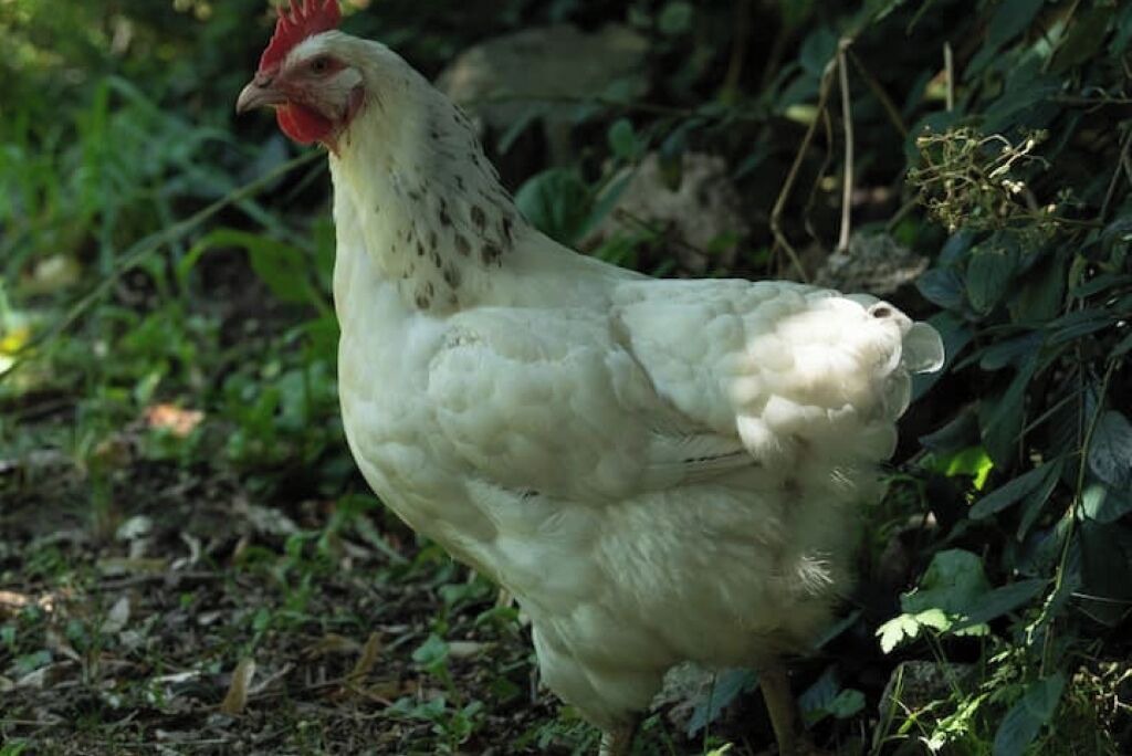 Photo of Others in Confolens