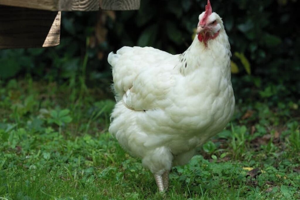 Photo of Others in Confolens