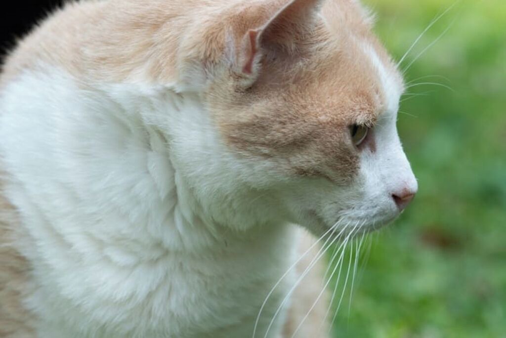 Photo of Others in Confolens