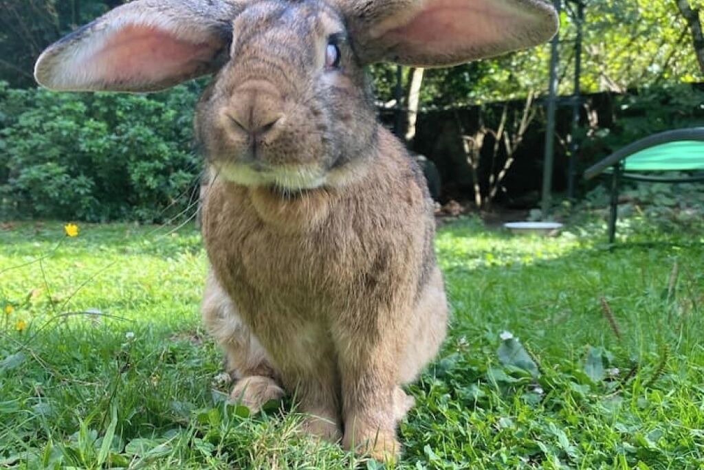 Photo of Others in Confolens