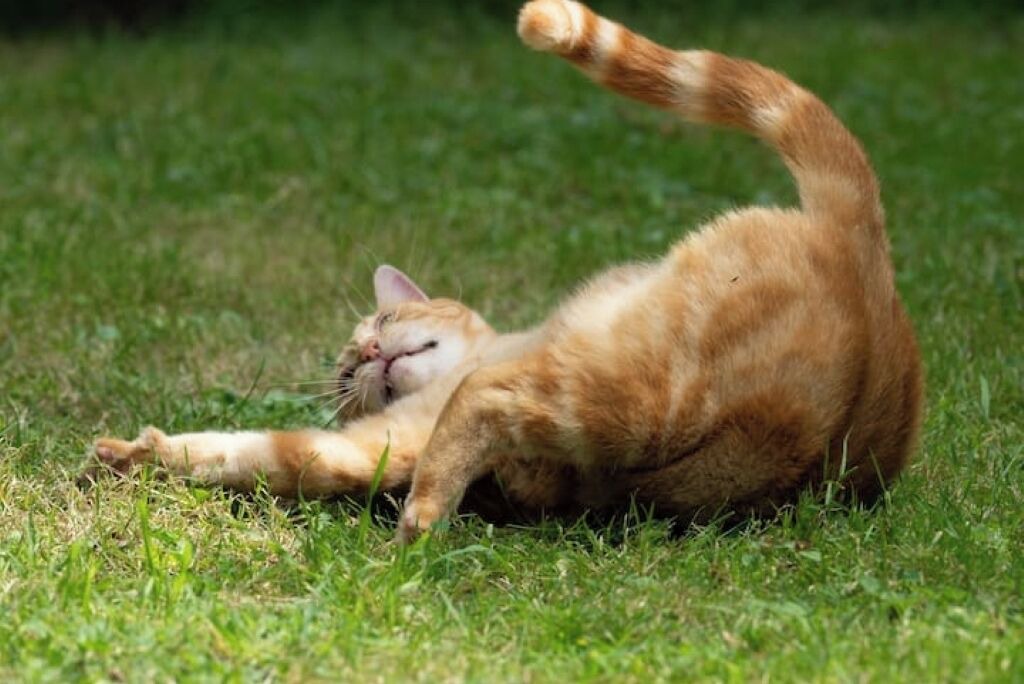 Photo of Others in Confolens