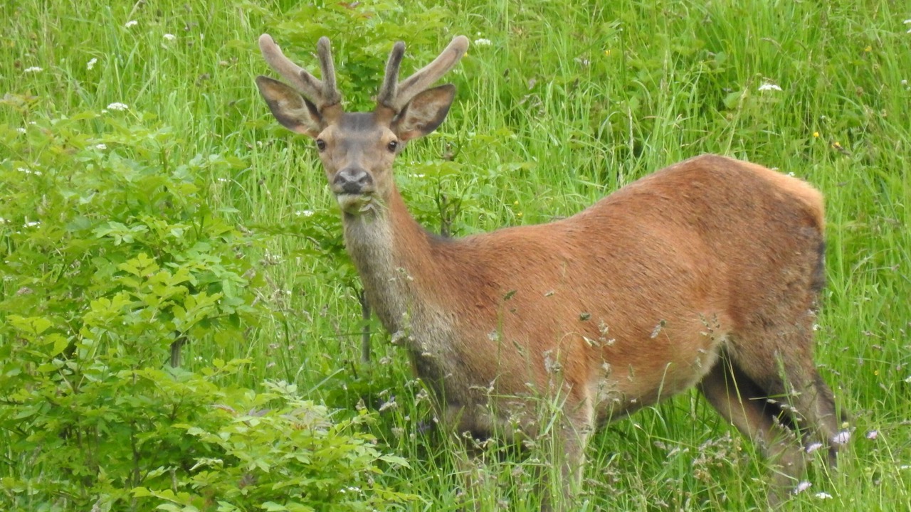 Photo of Others in Campan