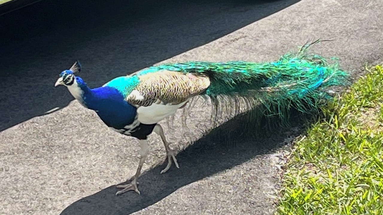 Photo of Others in Fort Myers