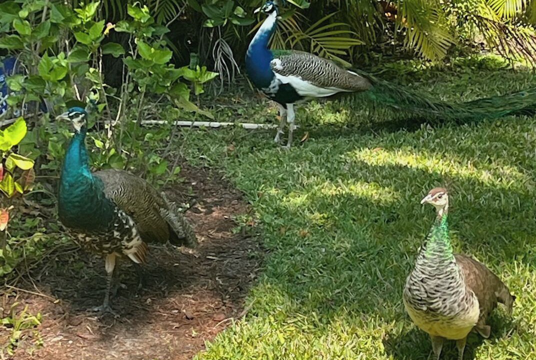 Photo of Others in Fort Myers