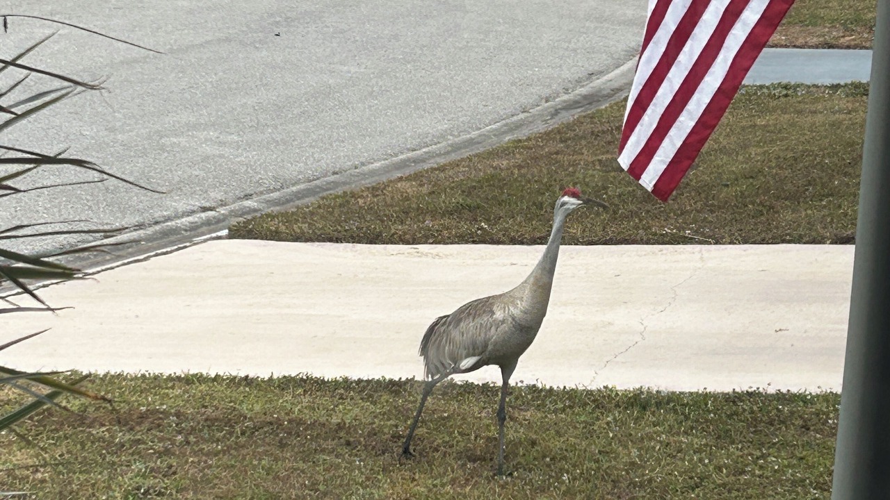 Photo of Others in Palmetto