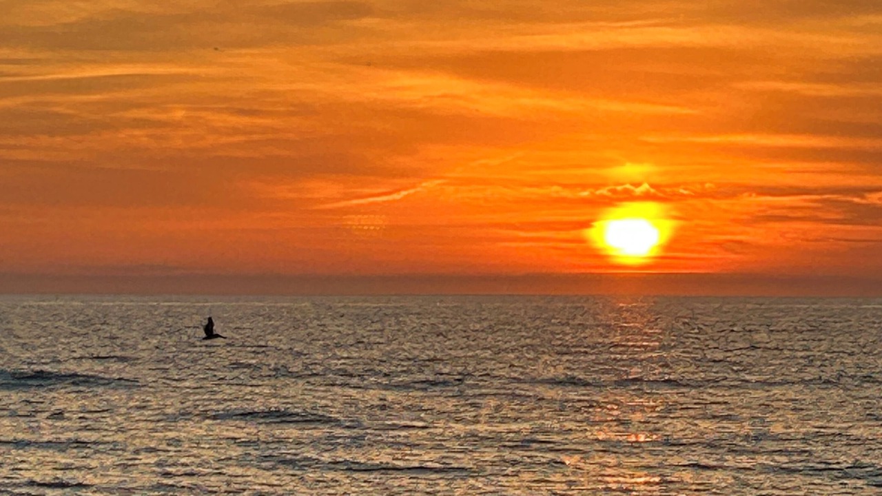 Photo of Others in Palmetto