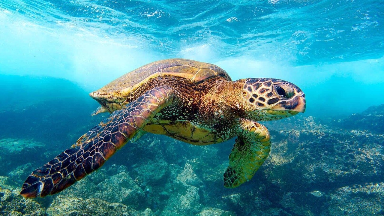 Photo of Others in Princeville