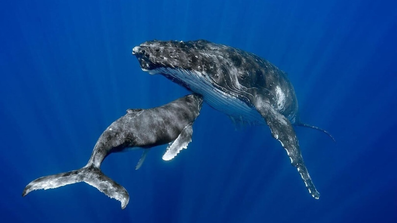 Photo of Others in Princeville