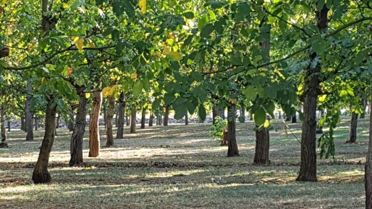 Photo of Others in Jayac