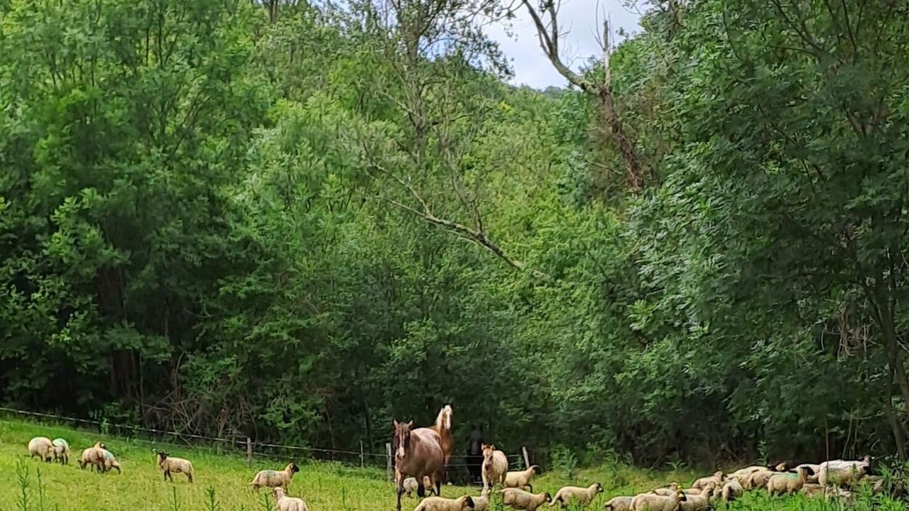 Photo of Others in Montjardin
