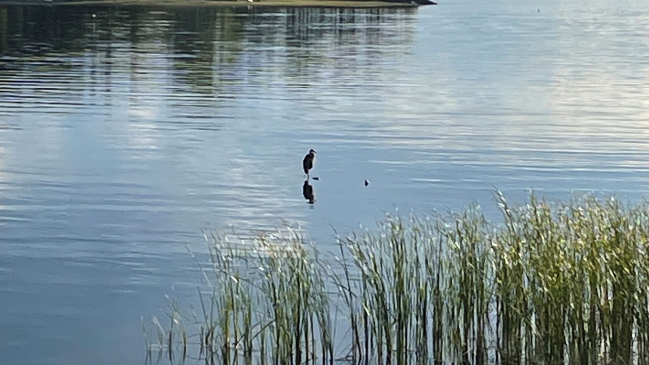 Photo of Others in Malletts Bay