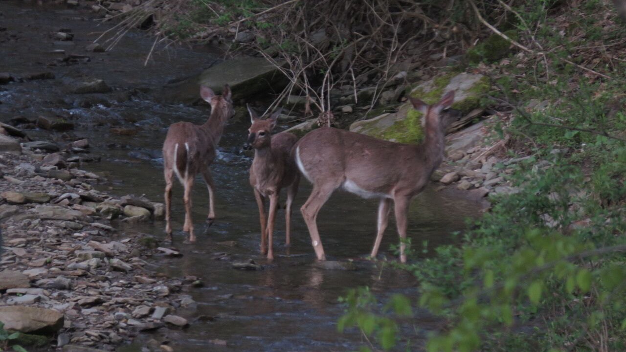 Photo of Others in Alfred