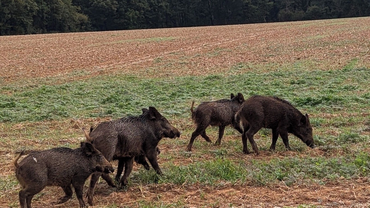Photo of Others in Messe