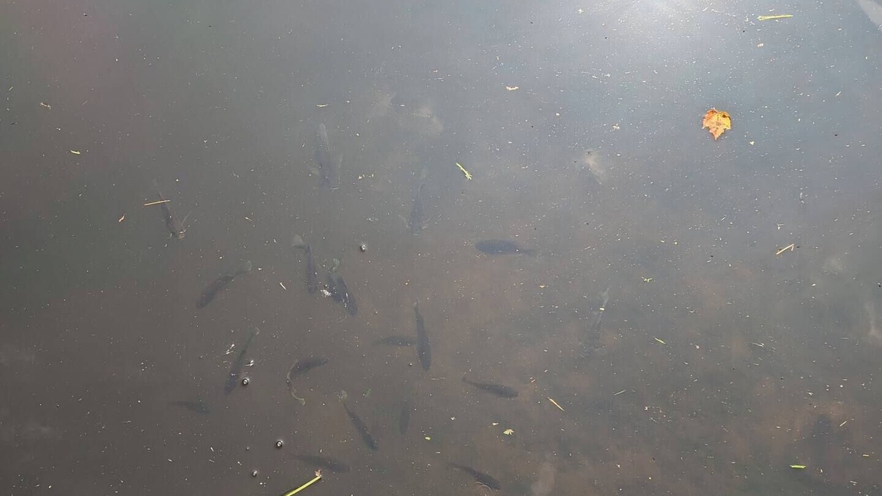 Photo of Others in Glidden