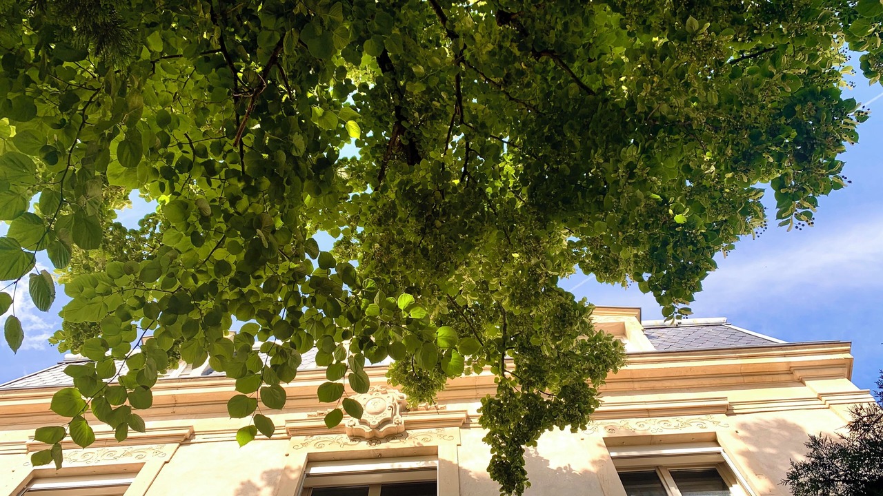 Photo of Outdoor in Saint Nicolas - Charles III - Ville vieille - Trois Maisons - Leopold