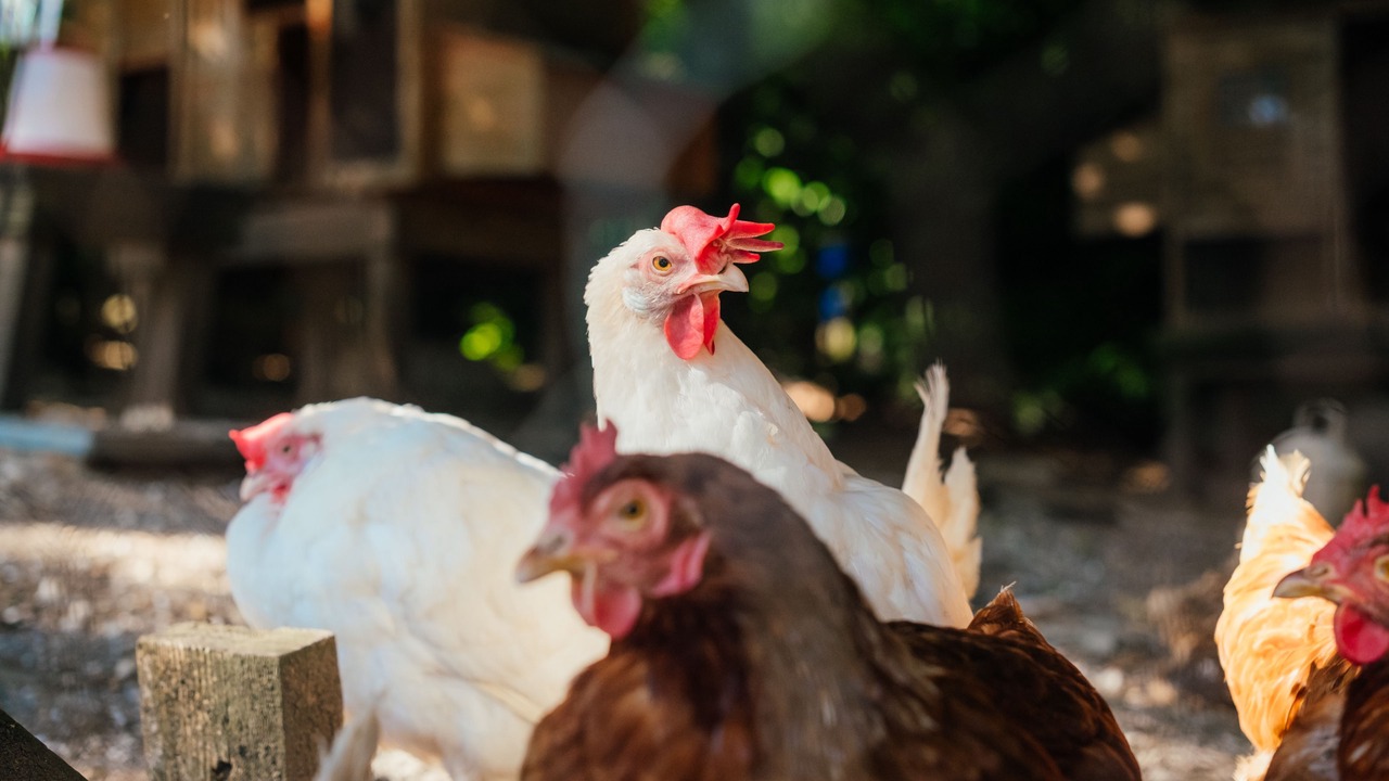 Photo of Others in Higher Bockhampton