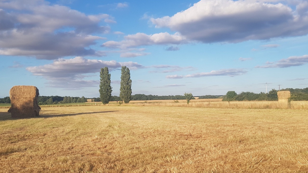 Photo of Others in La Celle-Guenand