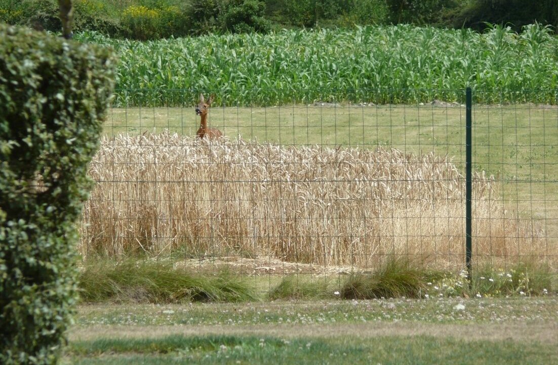 Photo of Others in Coings