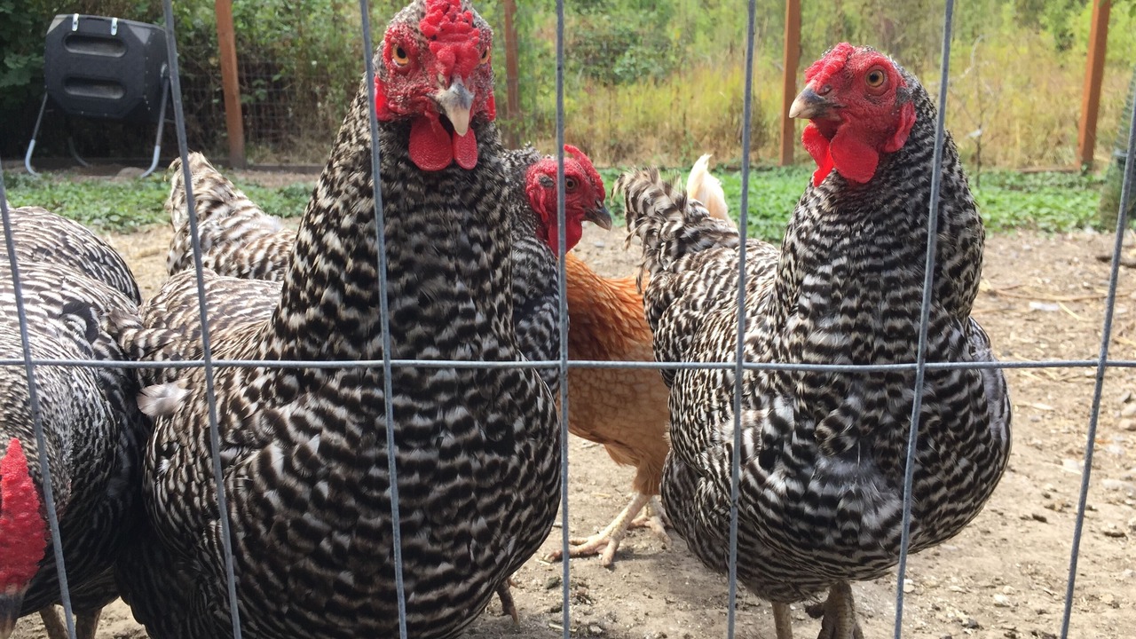 Photo of Others in Corvallis