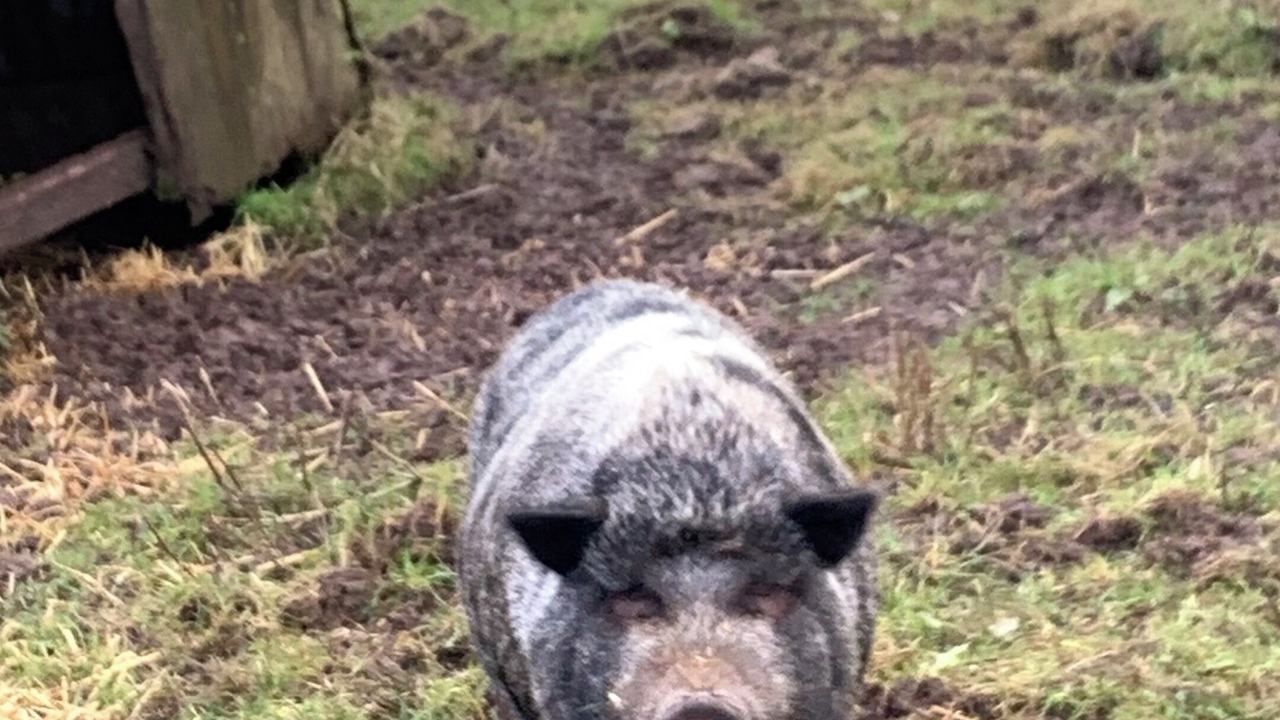 Photo of Others in Orcop