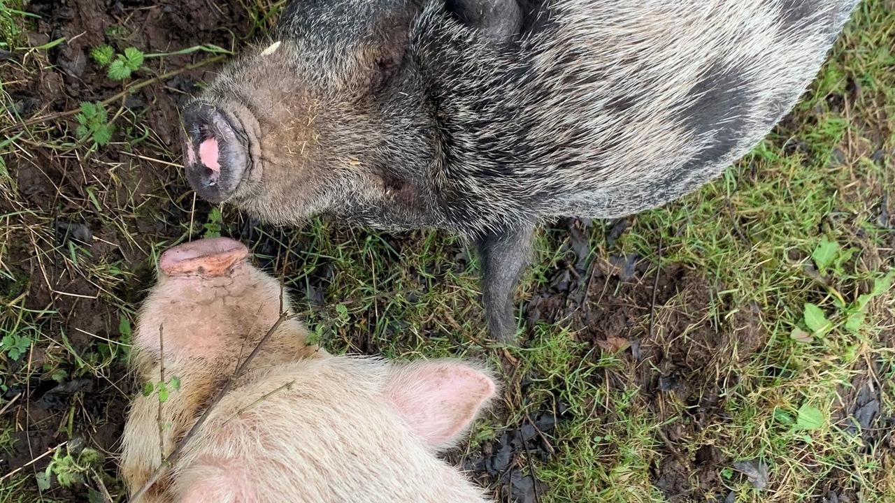 Photo of Others in Orcop