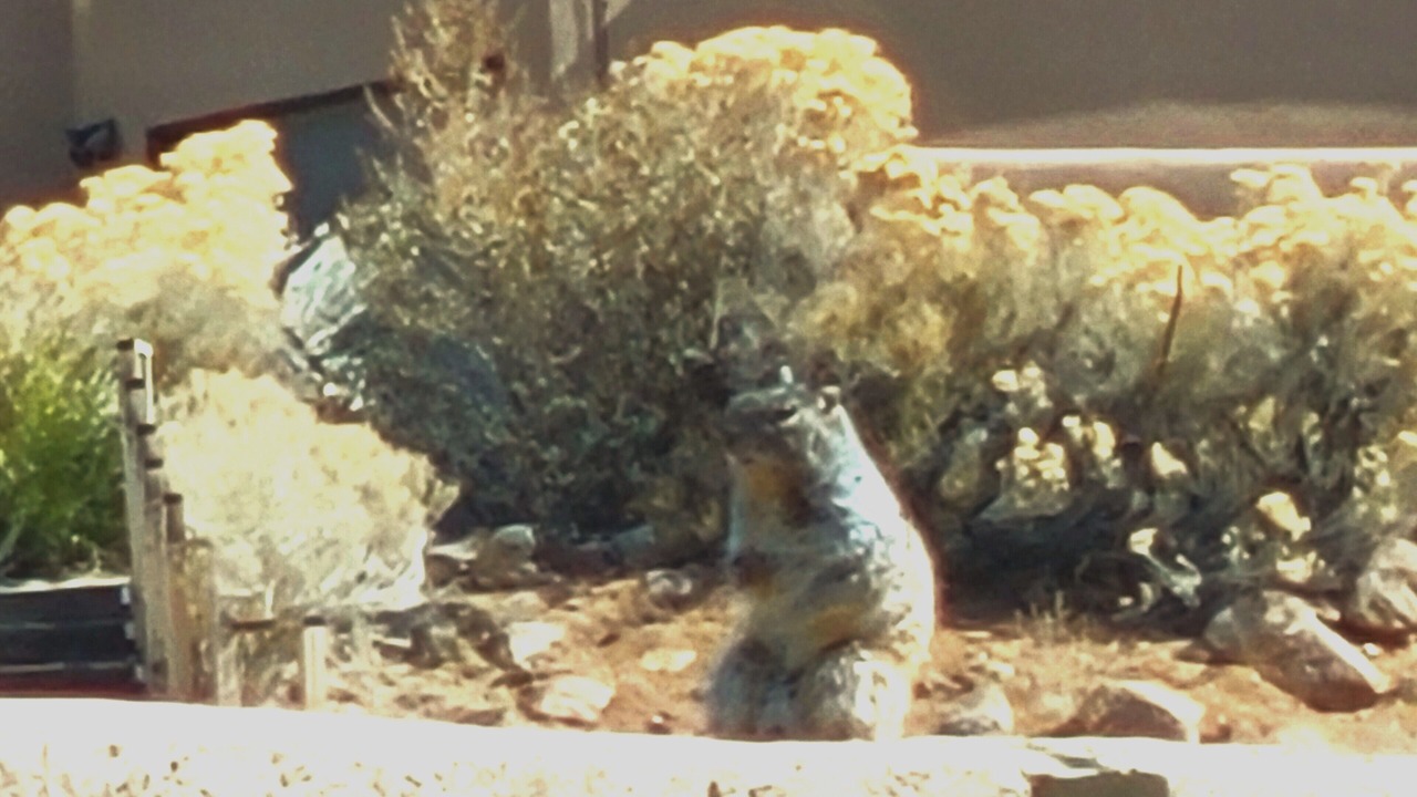 Photo of Others in Sandia Heights South
