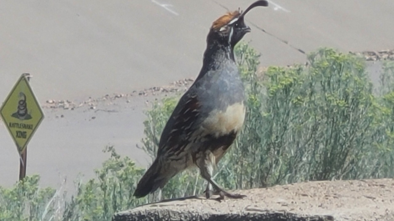 Photo of Others in Sandia Heights South
