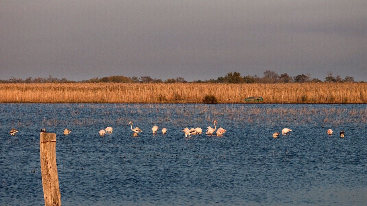 Photo of Others in Saintes-Maries-de-la-Mer